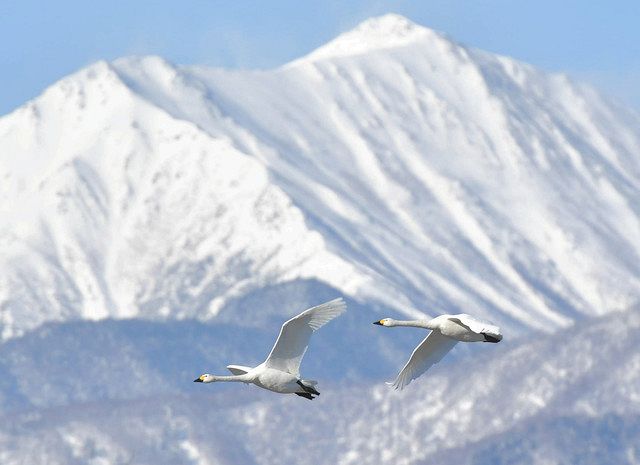 北アルプスを背景に優雅に飛ぶコハクチョウ＝安曇野市の御宝田遊水池で 