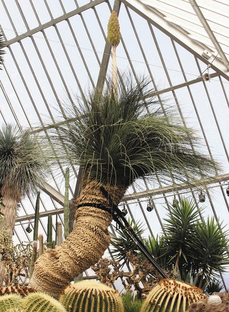 ダシリリオン ロンギシマム 9号鉢つき ダシリリオン ロンギシマム 8号