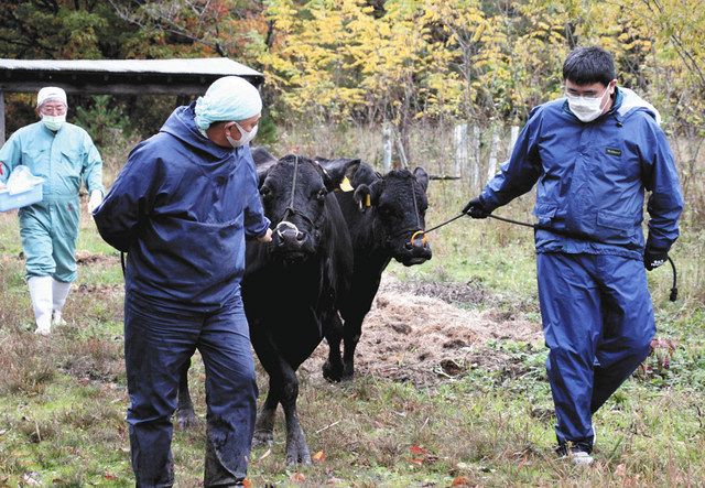 農場の用心棒 お疲れさま 牛２頭 小矢部の牧場に帰る 北陸中日新聞web