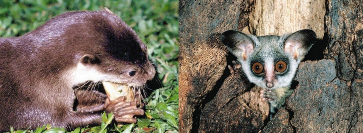 野生動物 かわいい けど飼育待った ｗｗｆジャパン 動画で訴え 中日新聞web