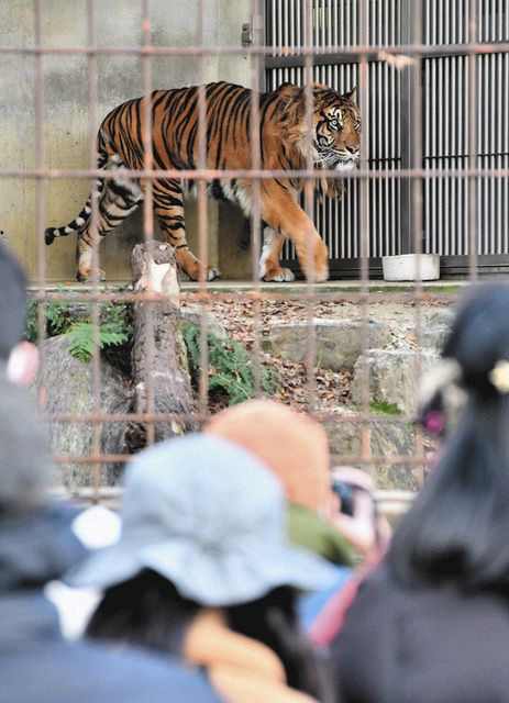 トラの狩り 成功率は１割 意外な生態を飼育員が解説 東山動植物園 中日新聞web