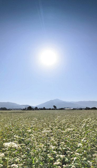 秋晴れの空 白い花映える 大野のソバ畑 日刊県民福井web