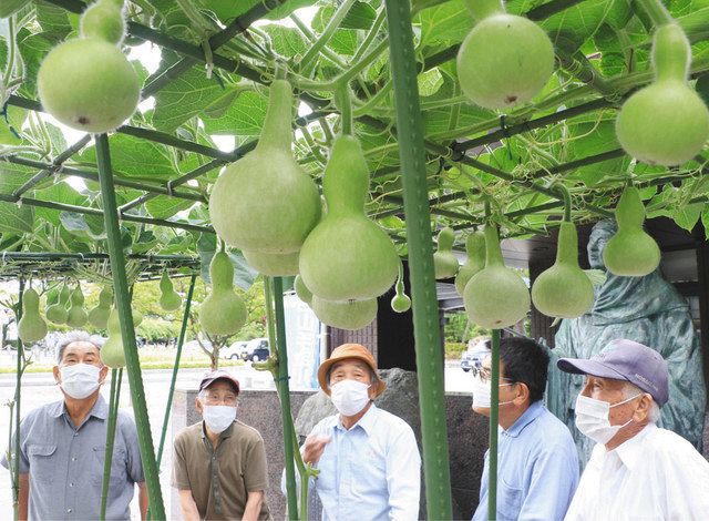 ヒョウタン 青々鈴なり 白山の９会場で展示 北陸中日新聞web