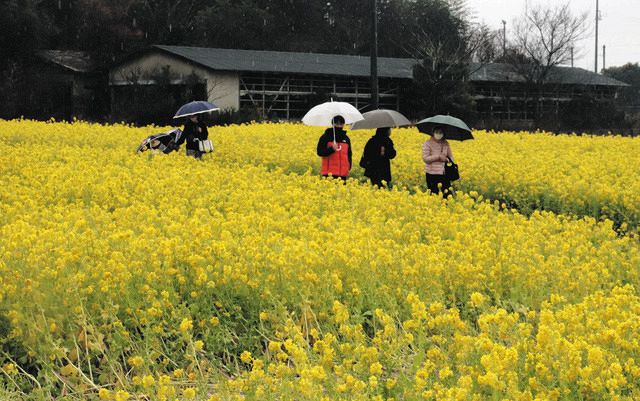 一足早く菜の花畑で春の風景 田原市などが感謝祭：中日新聞Web