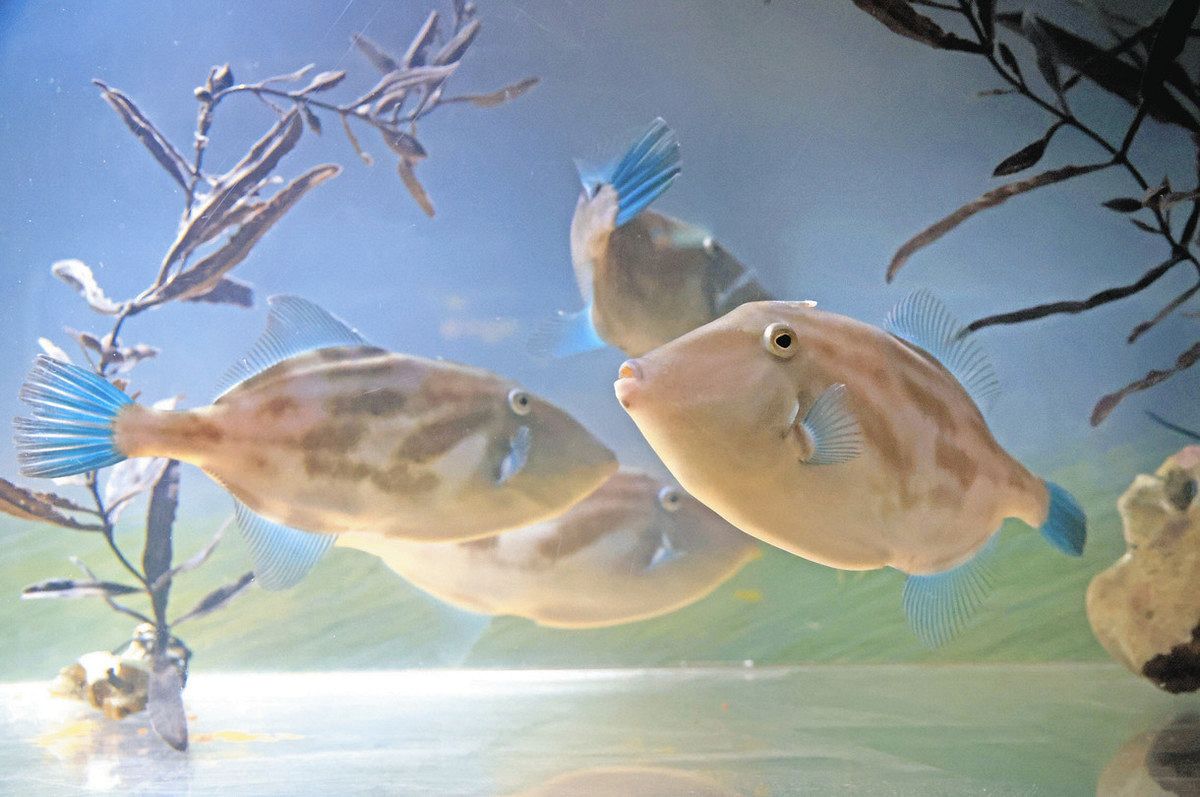 ウマヅラハギ まとめ売り 新年はぼくも主役だよ 1月12日まで、名港水族館でウマヅラハギを特設