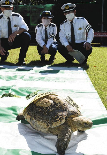 横断歩道大使」カメ太郎に委嘱 高岡署 歩行者優先PR：北陸中日新聞Web