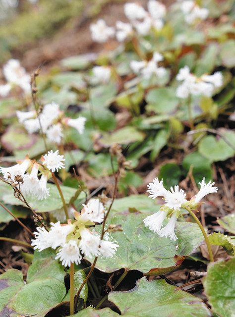 イワカガミが木陰に群生 鬼飛山の山頂付近：中日新聞Web