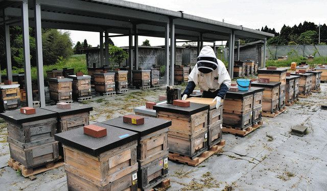 石川花粉交配用 農家の助けに ミツバチ入り巣箱販売：北陸中日新聞Web