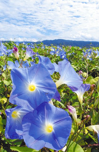 空よりも青く大輪咲く 箕輪の畑で西洋アサガオ見頃に 中日新聞web