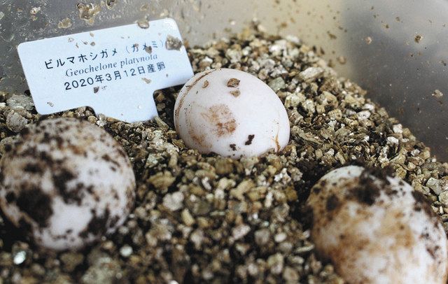 故さくらさん飼育 カメミの卵 イズーふ化へ奮闘 中日新聞しずおかweb 故さくらさん飼育 カメミの卵 イズーふ化へ奮闘 中日新聞しずおかweb