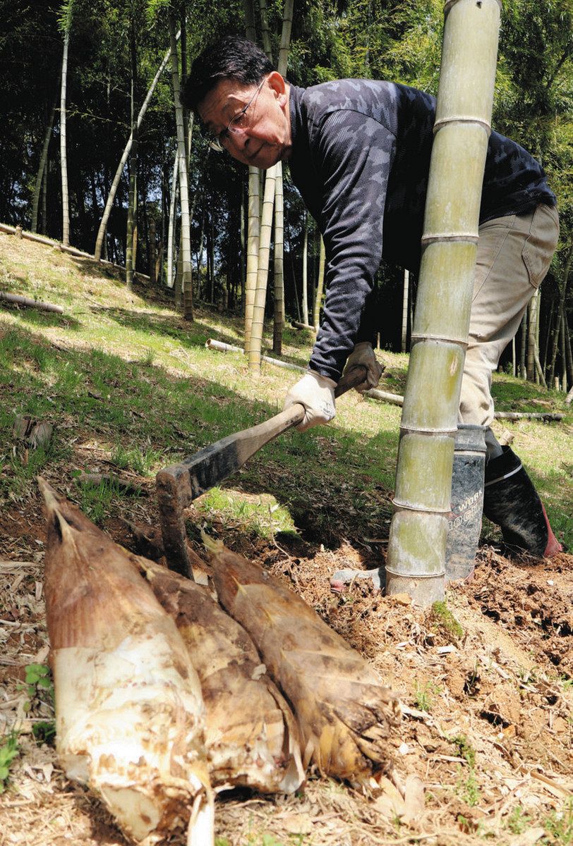 旬のタケノコいかが 小松・東山地区で初出荷：北陸中日新聞Web