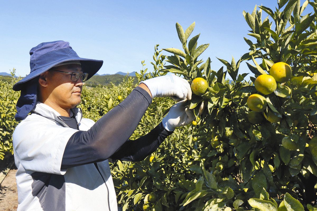 緑色の皮、果実はオレンジ色の「味一号」、東紀州で収穫最盛期 甘さと