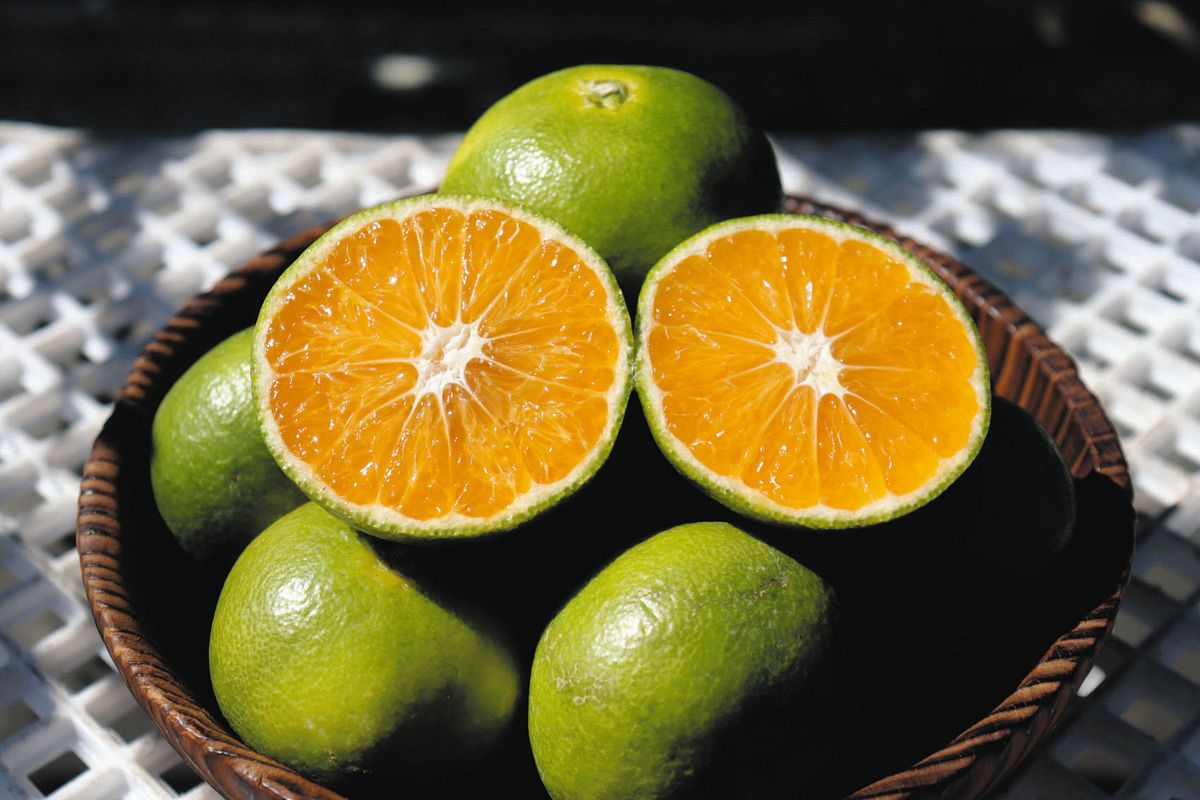 緑色の皮、果実はオレンジ色の「味一号」、東紀州で収穫最盛期 甘さと