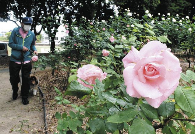色とりどりバラ見頃 稲沢公園 中日新聞web