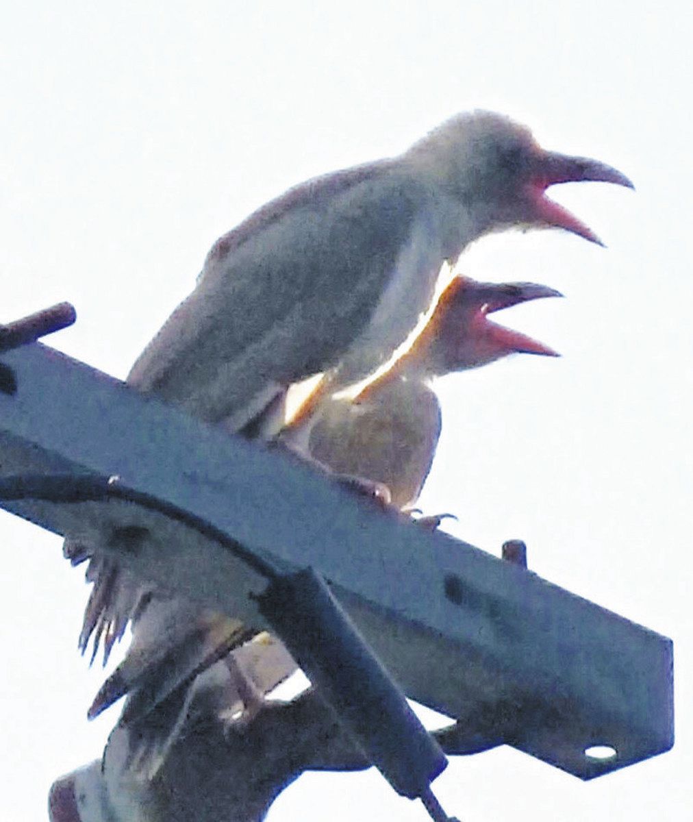 白カラス 白いカラス」しかも「きょうだい」 滋賀県長浜市で地域住民の