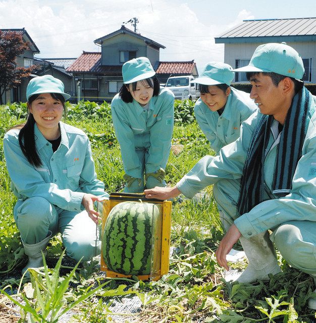 スイカ苦労乗り越え 入善高生 四角い「ジャンボ」初成功：北陸中日新聞Web