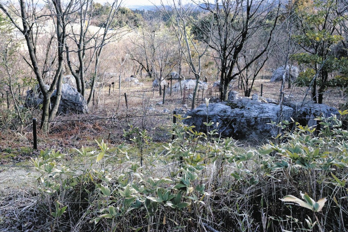 藤原岳山頂付近の植生を再現した「ロックガーデン」＝いなべ市藤原町市場のふるさとの森で
