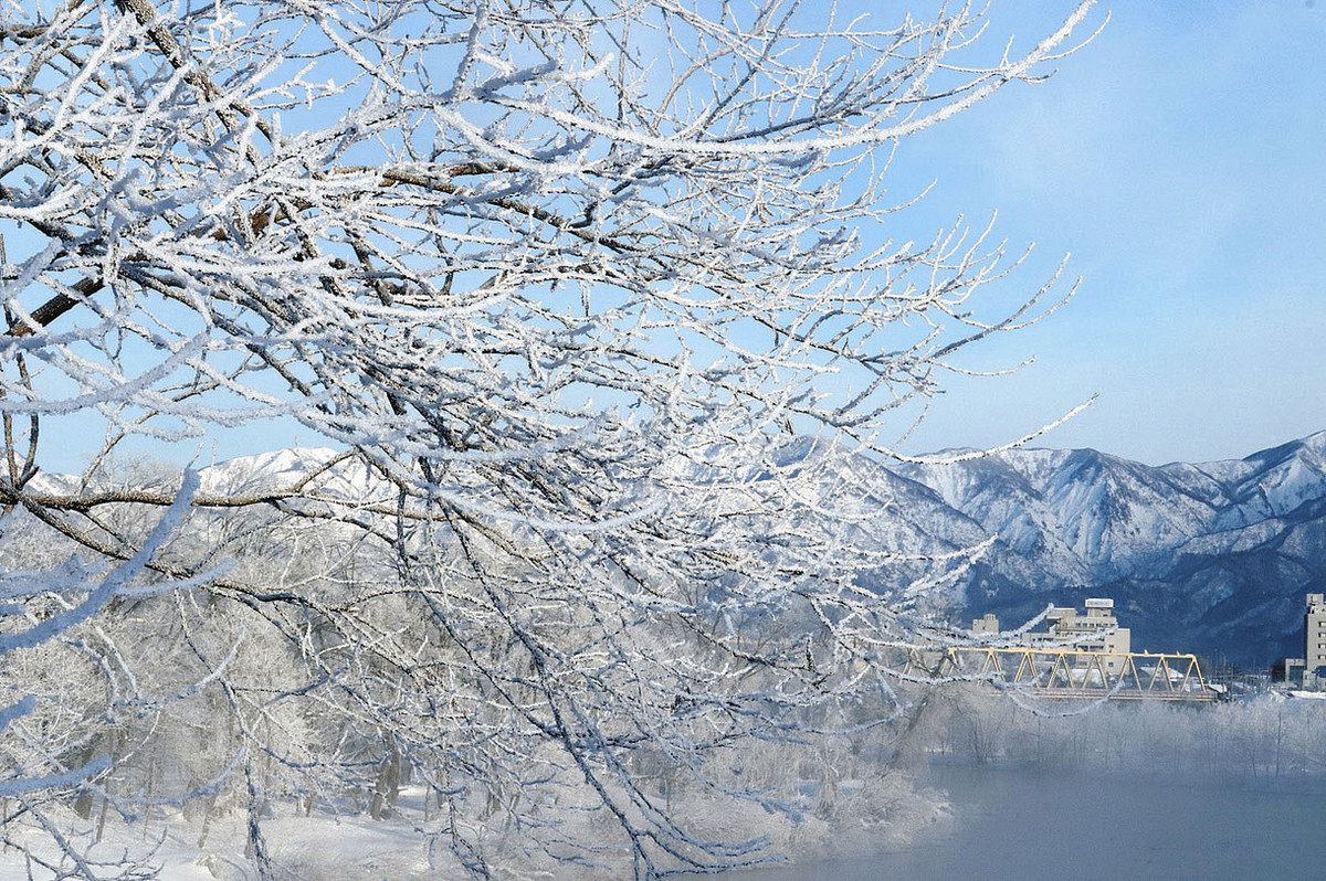 霧氷」 朝日でキラキラ大野・真名川河川敷：日刊県民福井Web
