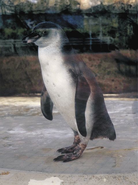 ピヨゴ 会いに来て フンボルトペンギン 北陸中日新聞web