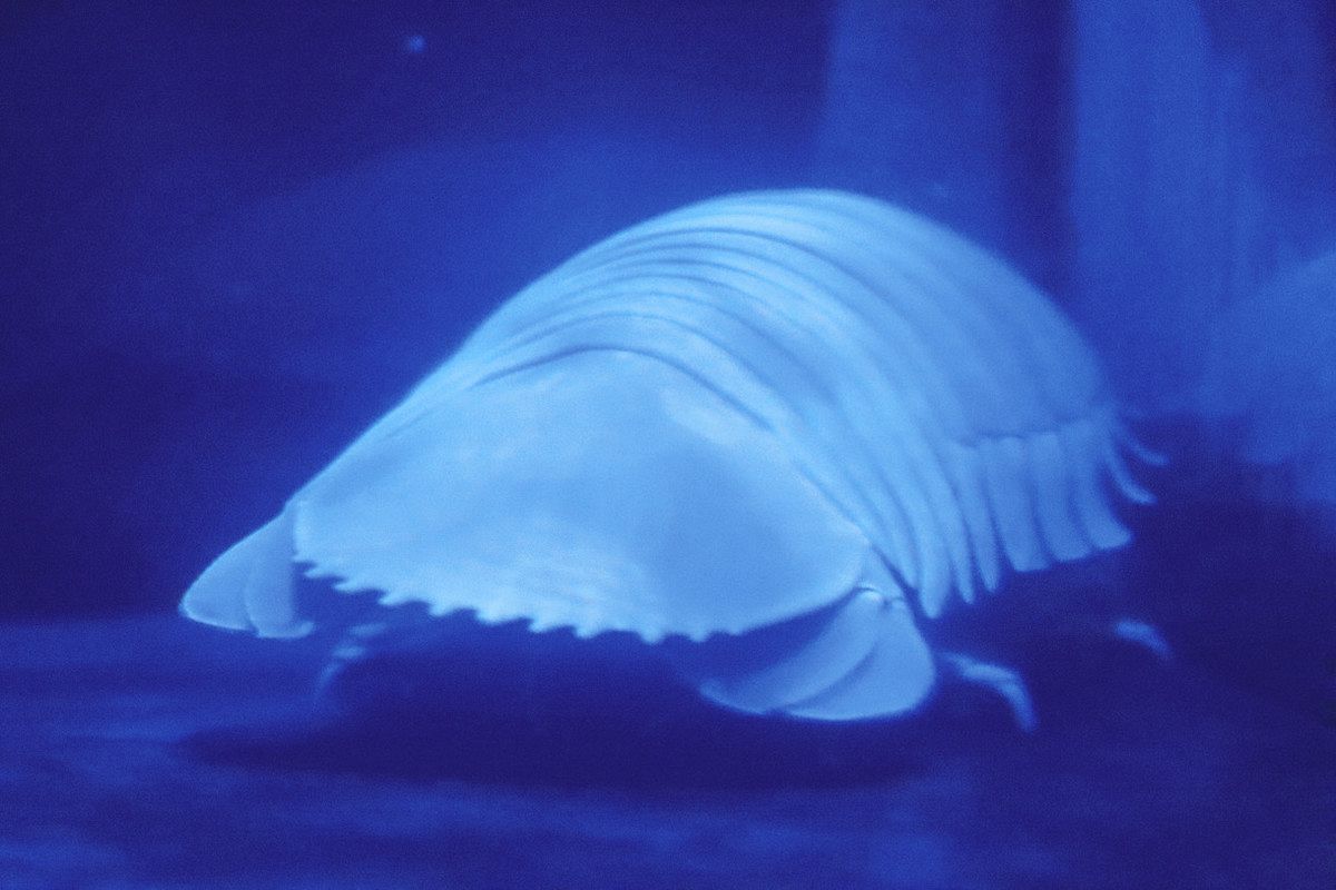 鳥羽水族館に熊野灘の深海生物集合 タイワンダイオウグソクムシ、生体