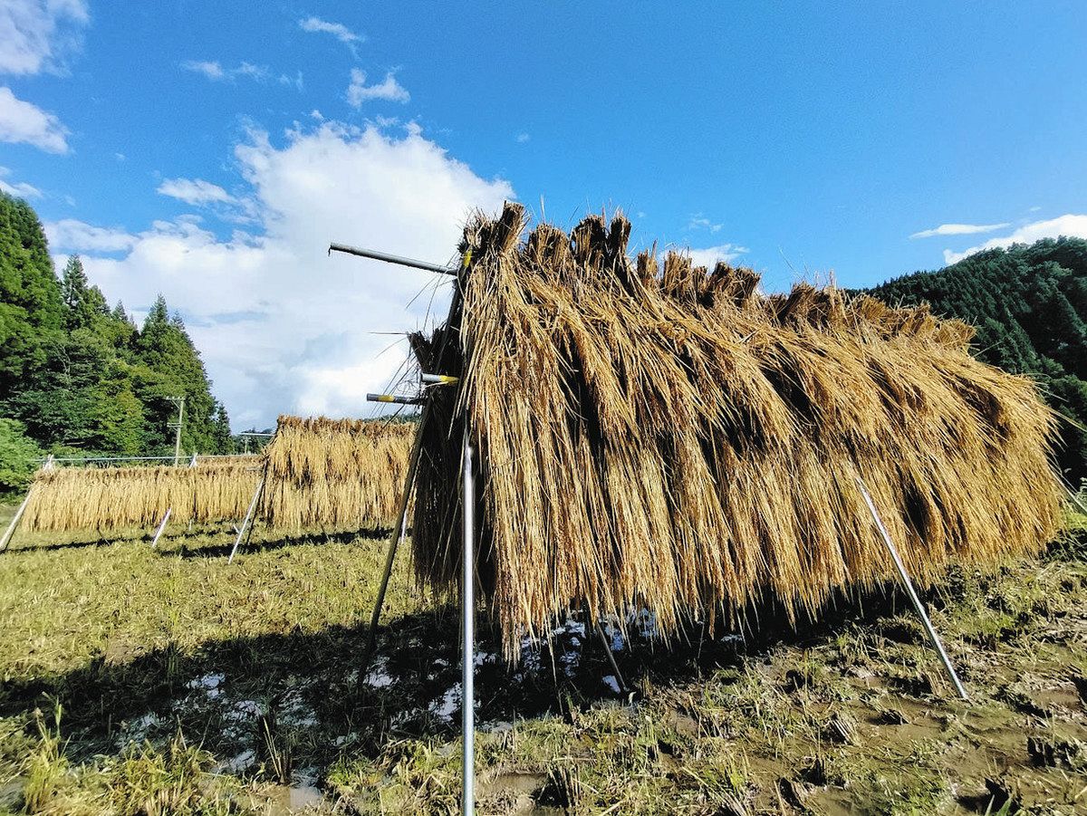 田んぼ記者 挑戦記】（15）収穫終えて成果待つ 天日干しに一喜一憂