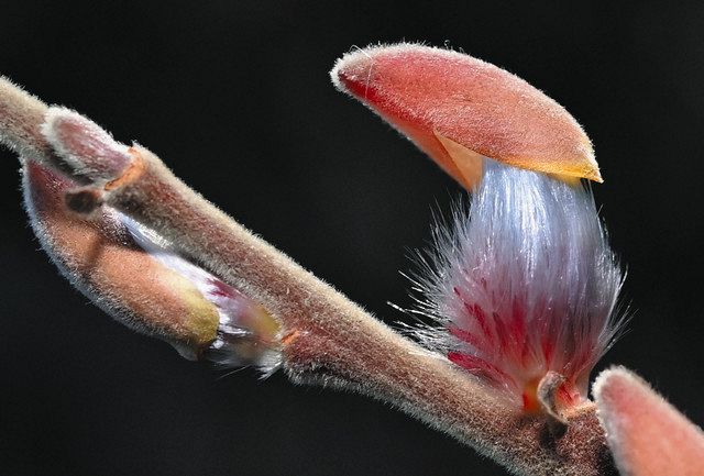 ピンクネコヤナギ 発芽苗 →1苗 もふもふで可愛い猫柳 ネコヤナギの花