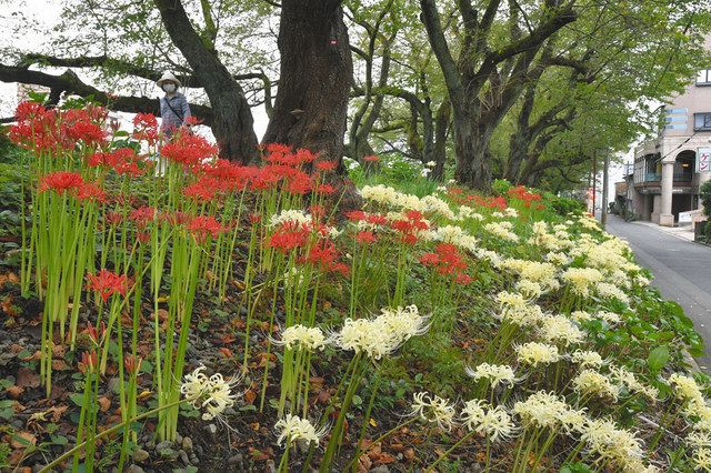 紅と白ヒガンバナ共演 福井 足羽川左岸の堤防 中日新聞web