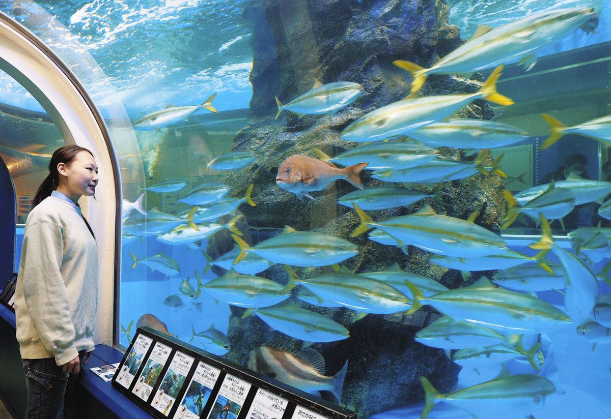 大水槽 ブリもおかえり！ 魚津水族館 修繕終え60匹戻る：北陸中日新聞Web