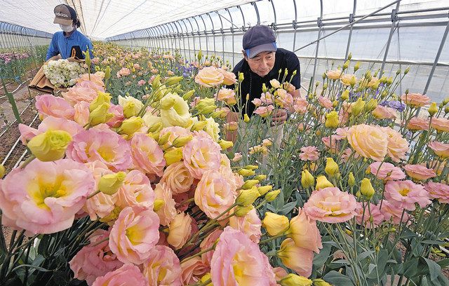 優美な花々、トルコキキョウ あわら・北潟で出荷最盛期：中日新聞Web