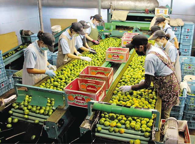さわやかな酸味が暑さにぴったり 蒲郡で温室ミカン出荷始まる 中日新聞web さわやかな酸味が暑さにぴったり 蒲郡で温室ミカン出荷始まる 中日新聞web