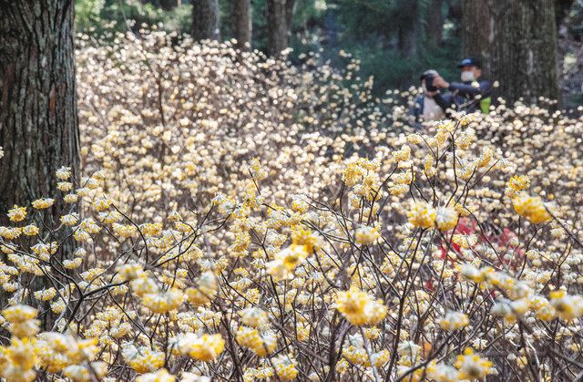 ミツマタ甘い香り 津市美杉町の山林で見頃 中日新聞web