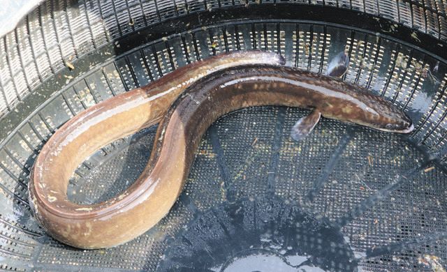 三方湖で巨大ウナギ捕獲 湖畔の里山里海湖研究所で展示:中日新聞Web