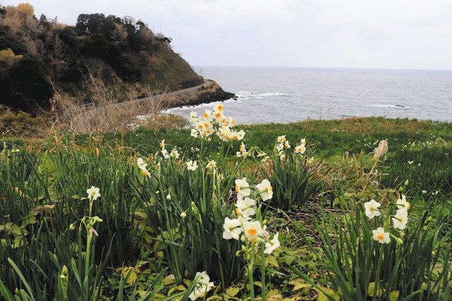 福井掘れ惚れ 越前海岸の水仙畑 中日新聞web