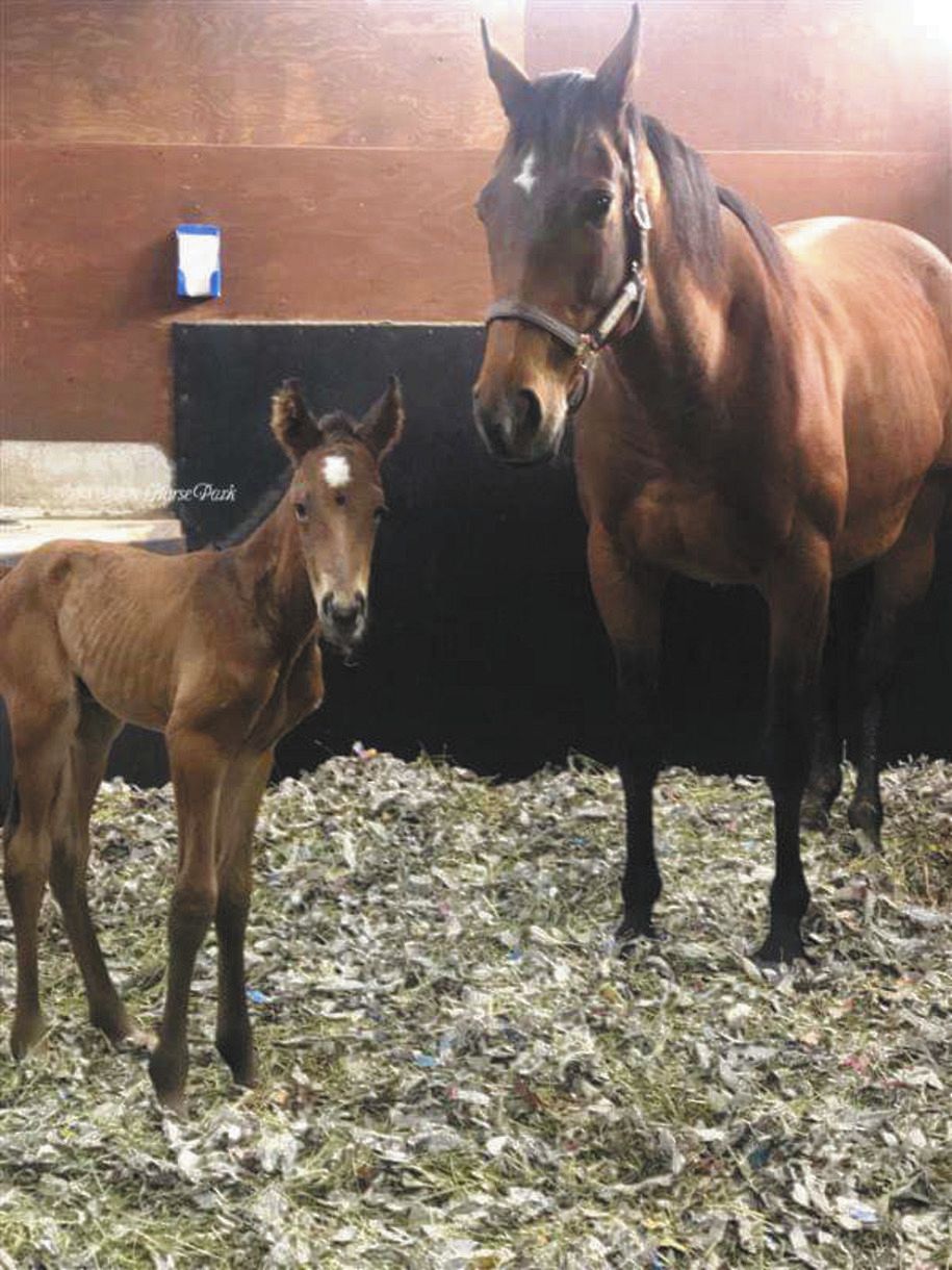 アーモンドアイ、エピファネイアとの初子を出産 「やってることが