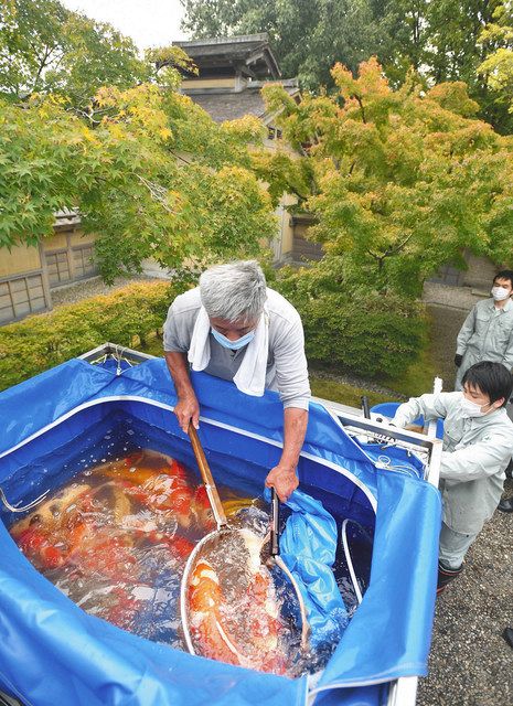 養浩館庭園に運び込まれる色鮮やかなニシキゴイ＝福井市宝永３で 