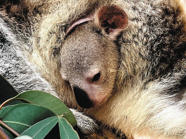 コアラの赤ちゃん3頭、すくすく育つ 名古屋・東山動物園：中日新聞Web