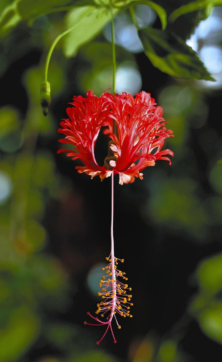 風鈴のよう 酷暑に涼 フウリンブッソウゲ＜花まるっと＞：中日新聞Web