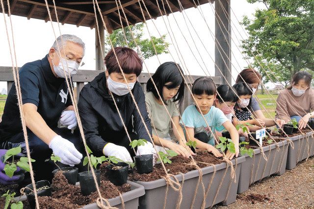 アサガオと笑顔咲け 小松で住民ら苗植え 北陸中日新聞web