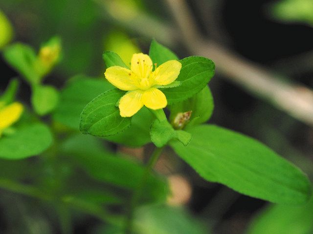 絶滅危惧種「アゼオトギリ」保全で報告書 津の国交省河川事務所：中日