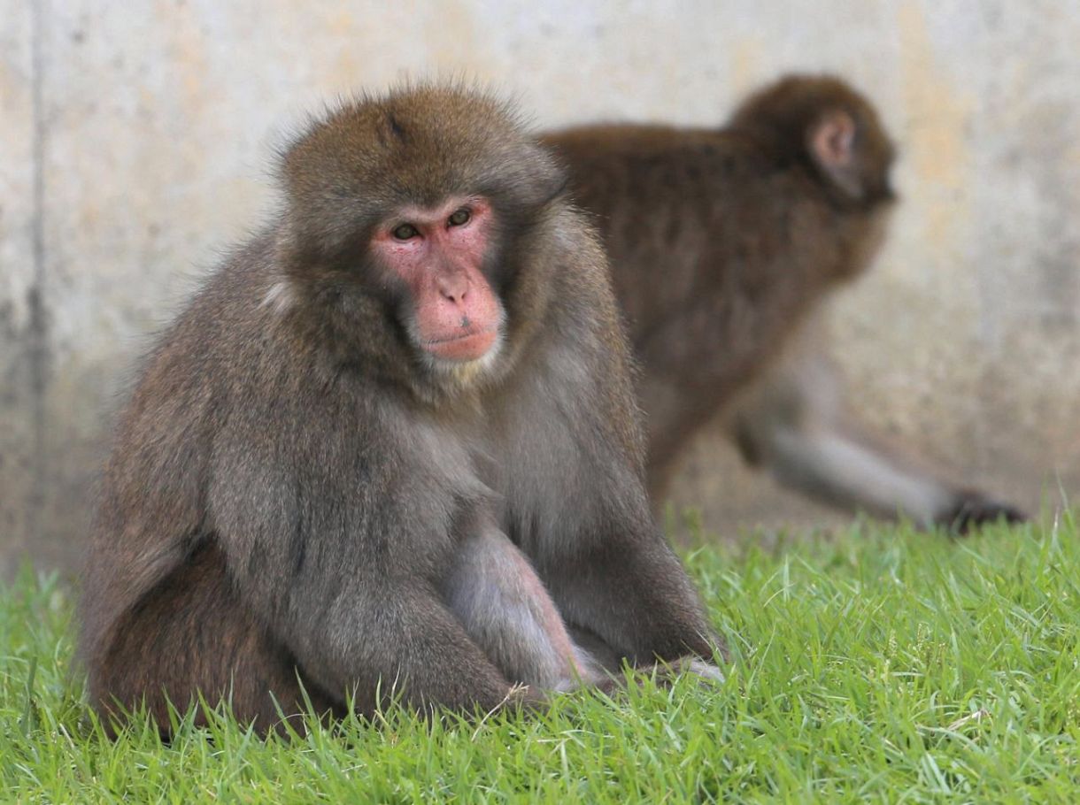 大都会名古屋にサル」相次ぐ目撃情報にネット沸く「ムコドノみたいに東山動物園に」「秀吉です」：中日スポーツ・東京中日スポーツ