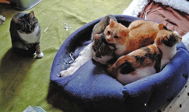 保護猫17匹 尊い命助けたい 愛護団体 コロナで活動難航 中日新聞web 保護猫17匹 尊い命助けたい 愛護団体 コロナで活動難航 中日新聞web