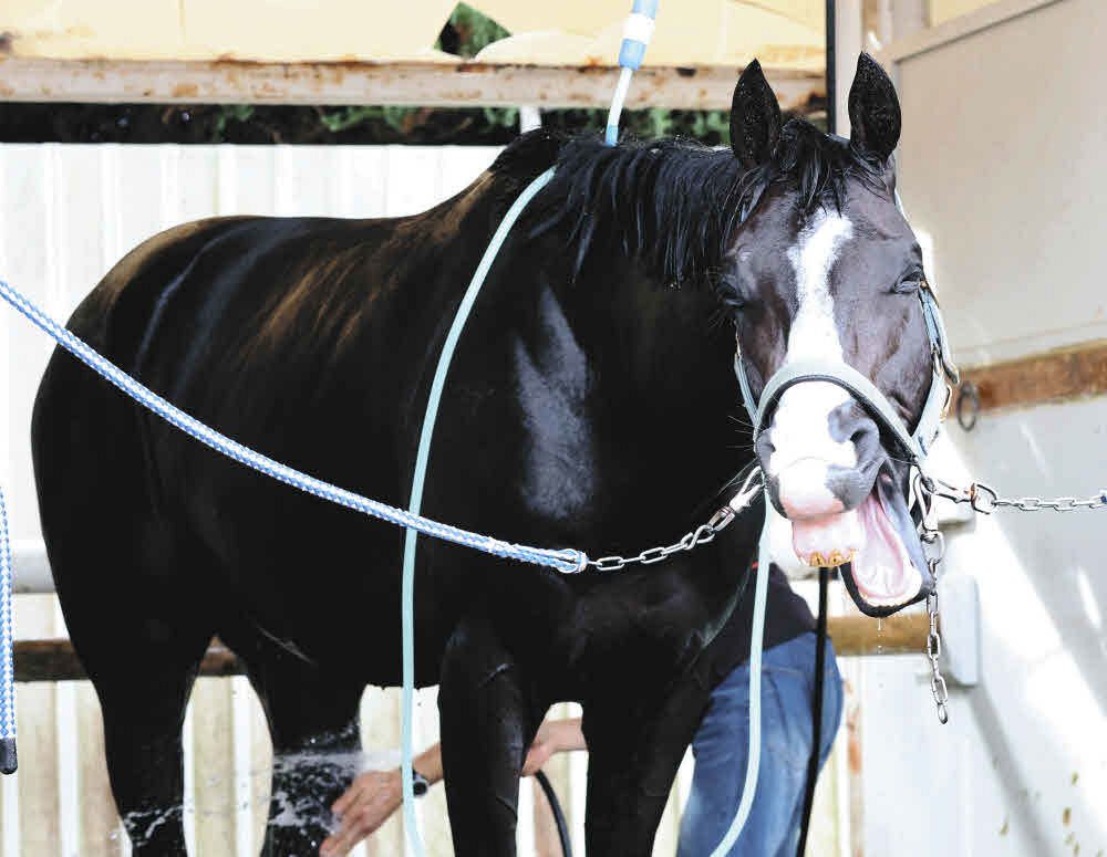 天皇賞（秋）・吉田稔さん予想】G1・2週連続勝利と絶好調ルメール騎乗