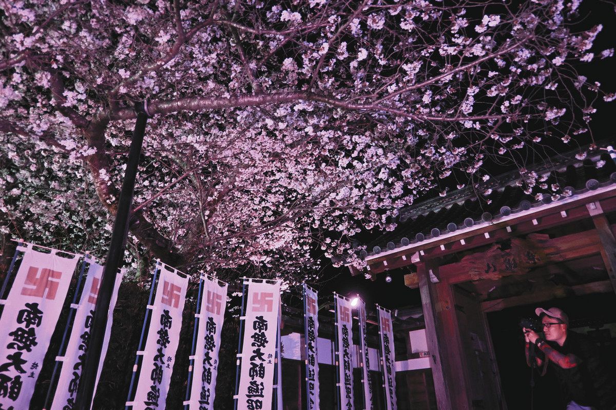 鮮やかなピンクにライトアップ 湖西の龍谷寺に満開の桜：中日新聞