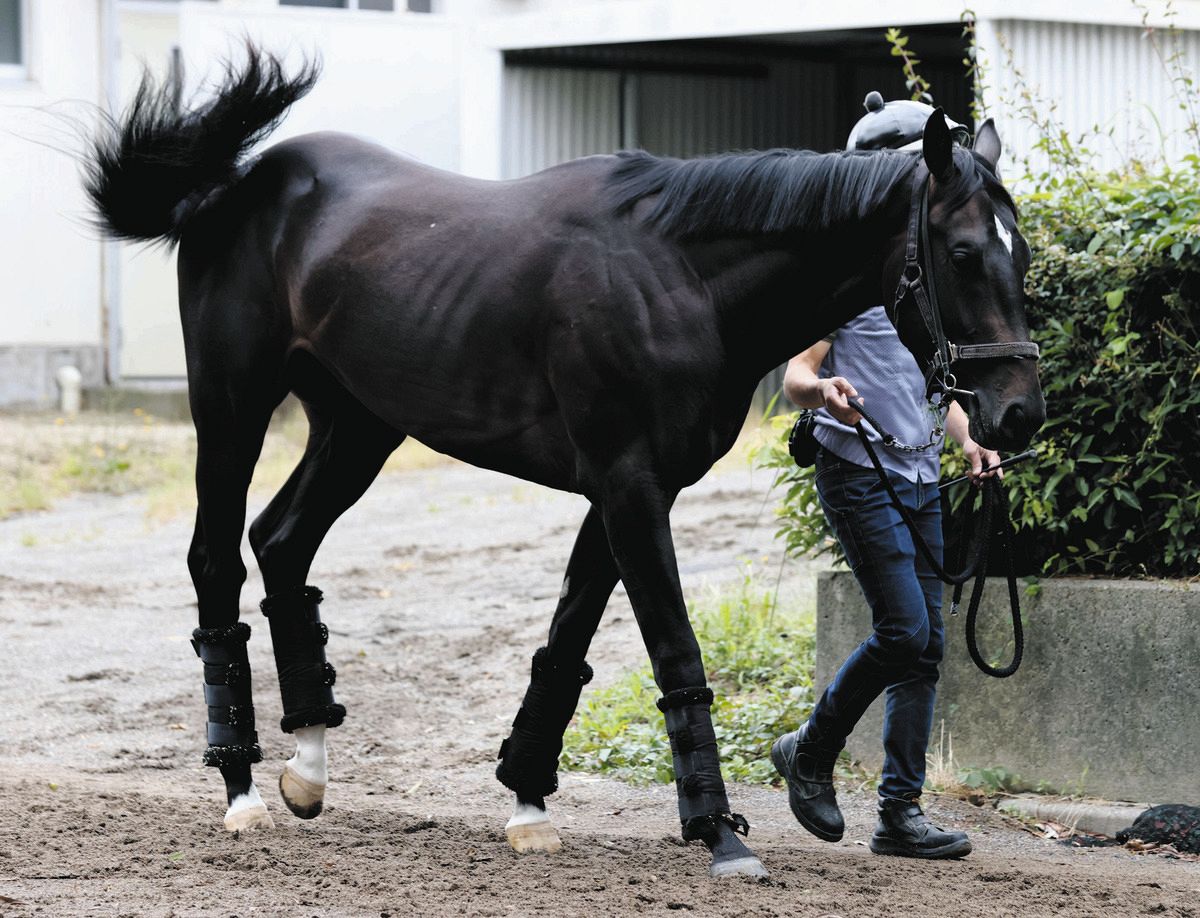 今週 の 新 馬 戦
