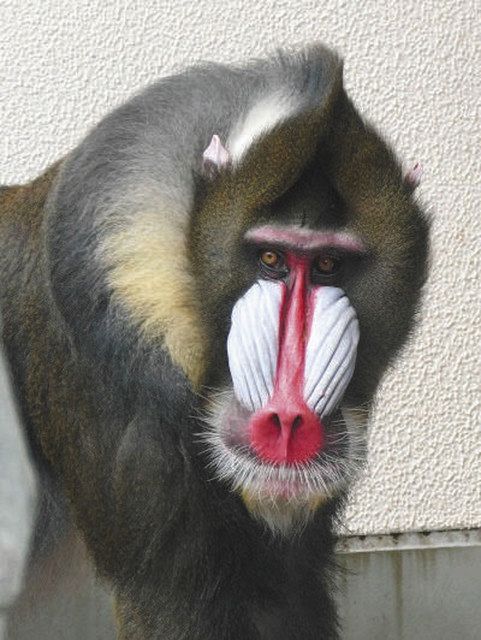 ２１歳のマンドリル チュウタロウ 死ぬ 豊橋 のんほいパーク 中日新聞web