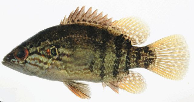 メロタン様　予約分　魚沼 国内最大級アクションスポーツフェスが6年ぶりに復活！ 「MURASAKI