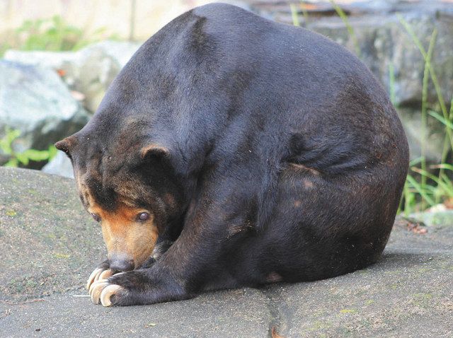 マレーグマ マー君 永遠のお別れ 名古屋 東山動物園 老衰で 中日新聞web