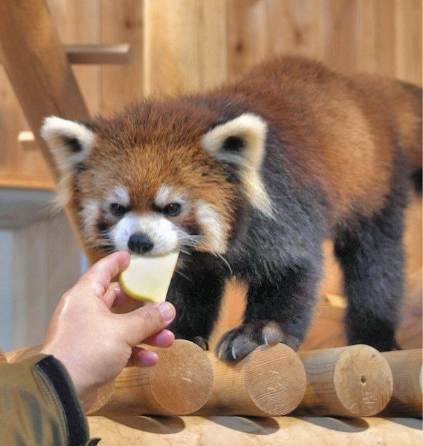秋田から来た かんたです 西山動物園 レッサーパンダ新たな仲間 秋田から来た かんたです 西山動物園 レッサーパンダ新たな仲間