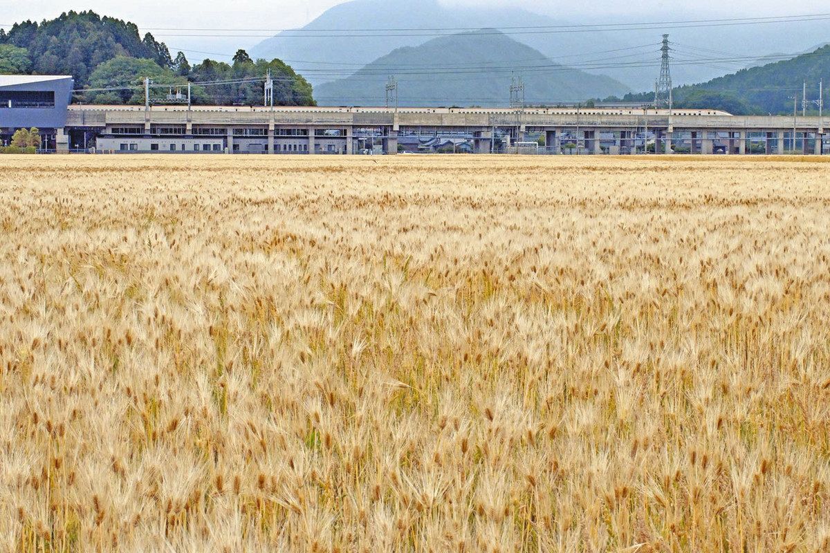 北陸新幹線背に輝く麦畑 越前たけふ駅周辺：日刊県民福井Web