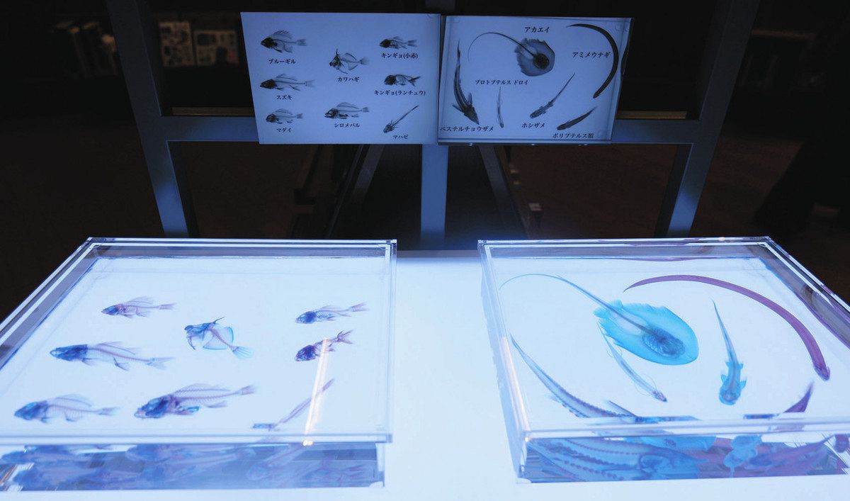 透明標本 透ける骨格 県立図書館で企画展：北陸中日新聞Web